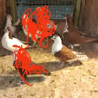 چندتاکفترپریشی|پرنده|نیشابور, فضل|دیوار