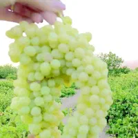 باغ-انگور-نمازگاه