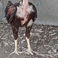 خروس لاری