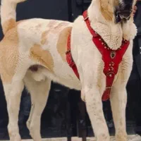 پژدر ۱۸ ماهه خام نسل معتبر