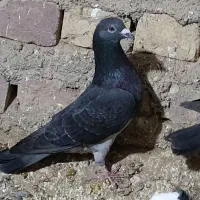 چاپی گرفتنی|پرنده|نیمروز, |دیوار