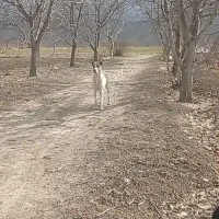 سگ ماده نژاد دار