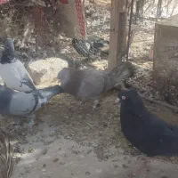 کفتر خوب