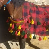 جل کردی اسب|اسب و تجهیزات اسب‌سواری|سنندج, |دیوار