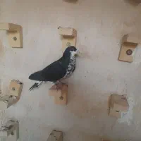 شهری|پرنده|شیراز, سلطان آباد|دیوار