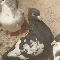 جوانه سینه سیاه قیمت ۵۰۰|پرنده|جغتای, |دیوار