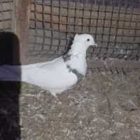 سپع نر و کلفه ماده گرفتنی،|پرنده|ویلکیج, |دیوار