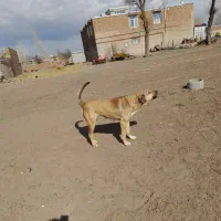 واگذاری ماده سرابی اصیل ودرشت