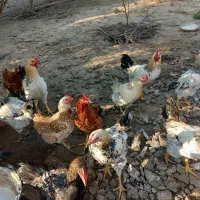 مرغ وخروس ارگانیک