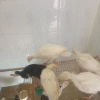 جوجه بوقلمون در نی‌ریز