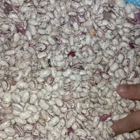 لوبیا چیتی کشت امسال