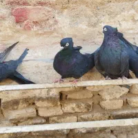 چهار ماده کفتر ابادانی