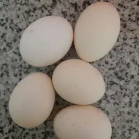 تخم مرغ نطفه دار گلین+خروس