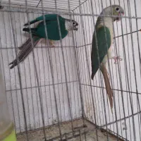 کوتوله مولدباجوجه .گریچیک مولدآماده|پرنده|آران و بیدگل, |دیوار