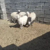 میش ابستن|حیوانات مزرعه|بیرجند, |دیوار