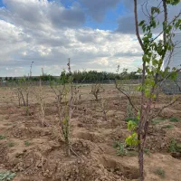 ۲۱۱مترزمین/سهیلیه/زعفرانیه/سنددار/اقساطی|فروش زمین و ملک کلنگی|رامجین, |دیوار