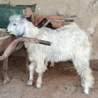 فروش سه عدد کهره