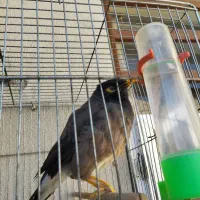 مرغ مینا سخنگو|پرنده|کرمان, |دیوار