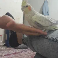 عروس هلندی دستی