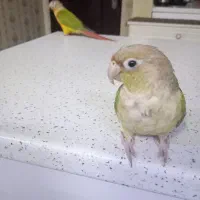 دو عدد طوطی گرینچیک سخنگو|پرنده|اهواز, ۲۰۰۰واحدی|دیوار