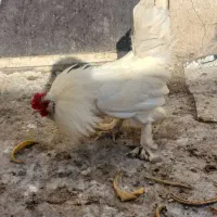 مرغ وخروس محلی