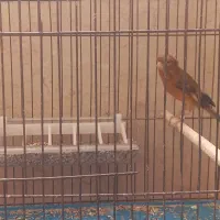 قناری نر  گلاستر|پرنده|خمینی‌شهر, |دیوار