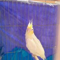 مفت عروس معامله ای|پرنده|بیرجند, |دیوار