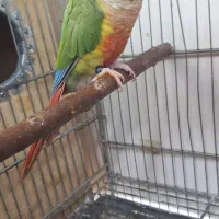 ۲ جفت گرینچیک|پرنده|کارون, |دیوار