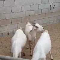 فروش بز|حیوانات مزرعه|بندر کنگان, |دیوار