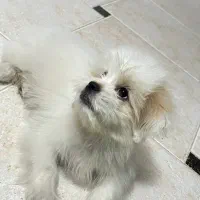 توله سگ فروشی