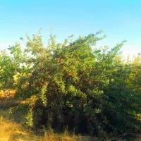 حرص کاری )بیات(