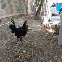 خروس اصیل محلی|حیوانات مزرعه|شیراز, شهرک بهار|دیوار
