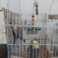 جفت مرغ عشق هلندی|پرنده|اهواز, کوی علوی|دیوار