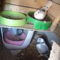 کبوتر دونه صد|پرنده|سر آسیاب یوسفی, |دیوار