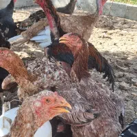 مرغ خروس بوقلمون غاز