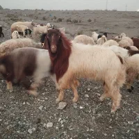 گوسفند|حیوانات مزرعه|فاریاب, |دیوار