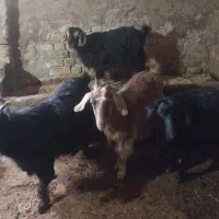 ۴ عدد بز|حیوانات مزرعه|سجاس رود, |دیوار