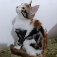 واگذاری بچه گربه