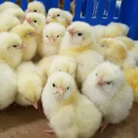 فروش انواع جوجه های یک روزه