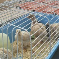 جوجه برهما اصیل