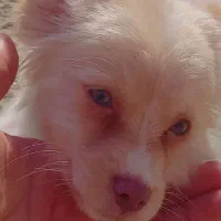 پامر رباهی خرسی|سگ|زابل, |دیوار