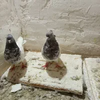 کبوتر|پرنده|نیشابور, فضل|دیوار