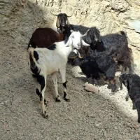 فروش 3راس بز وچپش داشتی سالم