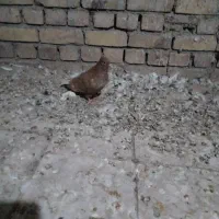 دم‌سفیدنروماده|پرنده|تربت جام, جامرود|دیوار