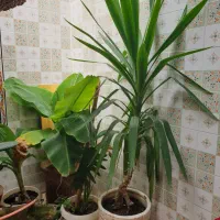 فروش گل وگیاه زینتی|گل و گیاه طبیعی|شیراز, ریاستی|دیوار