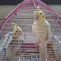 عروس هلندی نرو ماده