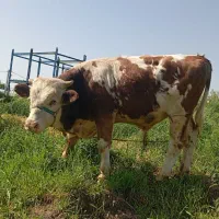 گوساله سیمیتال