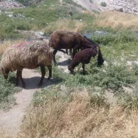میشه جوان