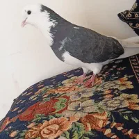 ابلغ سیاه