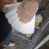 کبوتر|پرنده|کرمان, |دیوار